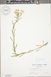 Sericocarpus linifolius image