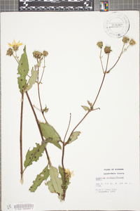 Silphium confertifolium image