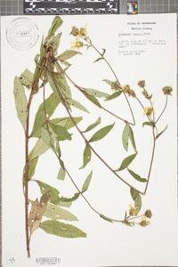 Silphium asteriscus var. trifoliatum image