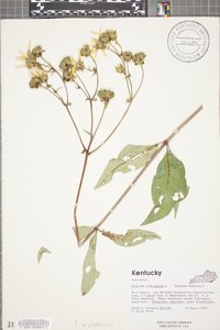 Silphium asteriscus image