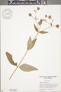 Silphium asteriscus var. trifoliatum image