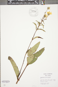 Silphium asteriscus var. trifoliatum image