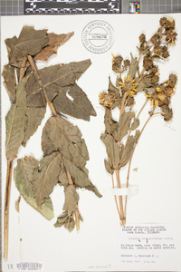 Silphium integrifolium image