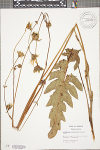 Silphium terebinthinaceum image