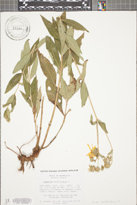 Silphium asteriscus var. trifoliatum image