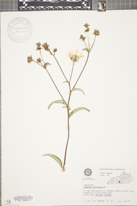 Silphium asteriscus image