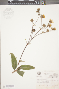 Silphium asteriscus image