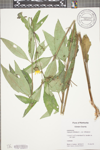 Silphium asteriscus image