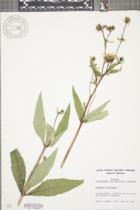 Silphium asteriscus var. trifoliatum image