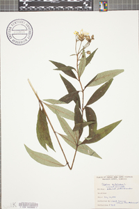 Silphium asteriscus var. trifoliatum image