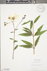 Silphium asteriscus var. trifoliatum image