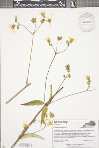 Silphium asteriscus var. trifoliatum image