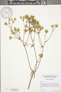 Silphium asteriscus var. trifoliatum image