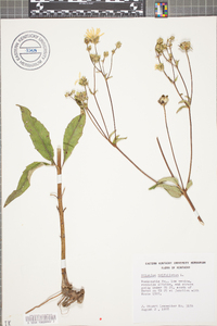 Silphium asteriscus var. trifoliatum image