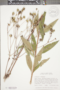 Silphium asteriscus image