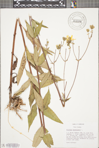 Silphium asteriscus var. trifoliatum image