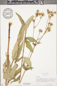 Silphium asteriscus var. trifoliatum image