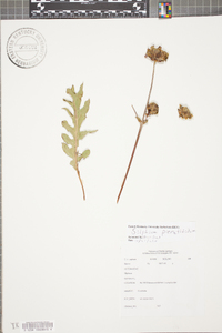 Silphium laciniatum image