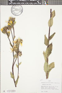 Silphium radula image