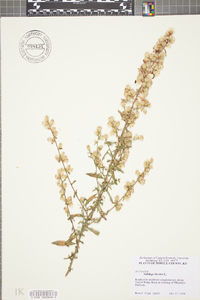 Solidago bicolor image