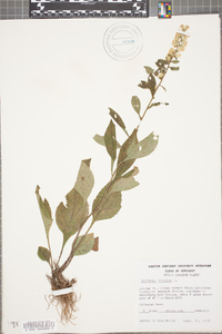 Solidago bicolor image