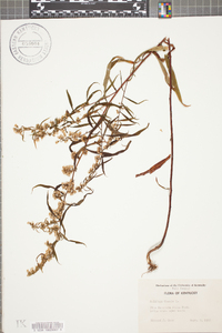 Solidago bicolor image