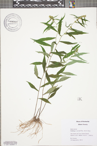 Solidago curtisii image