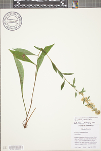 Solidago puberula image