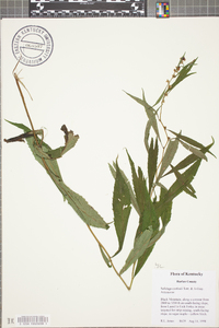 Solidago curtisii image