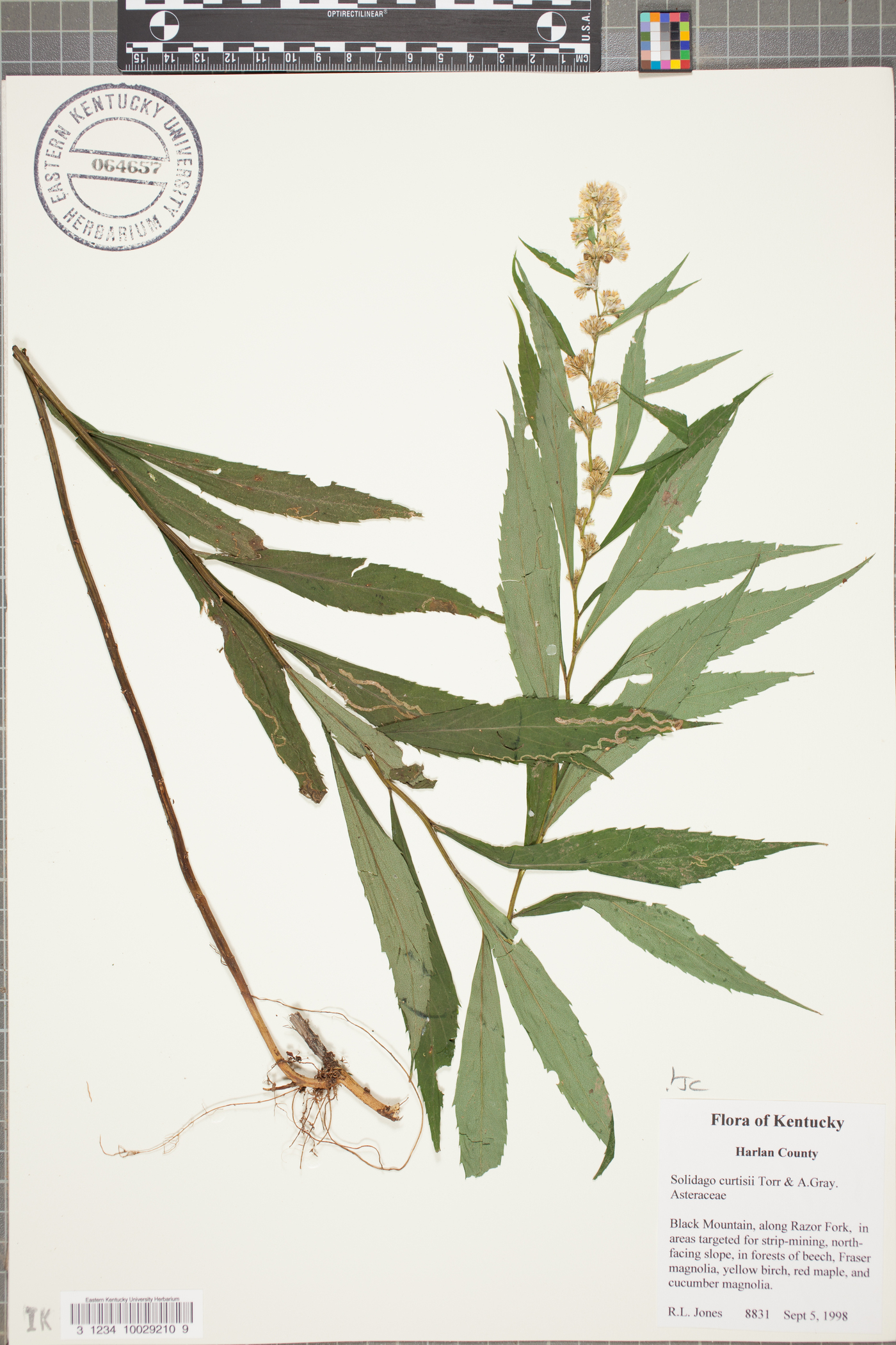 Solidago curtisii image