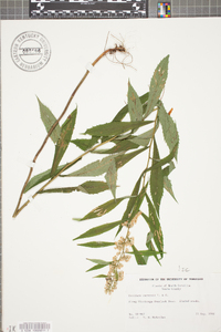 Solidago curtisii image