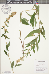 Solidago curtisii image