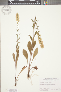 Solidago erecta image