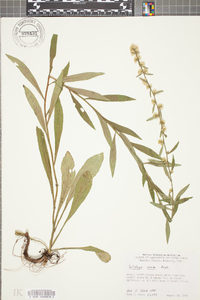 Solidago erecta image