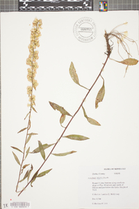 Solidago erecta image