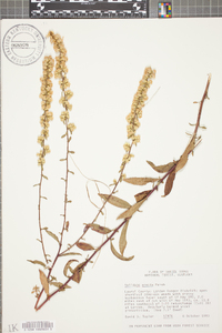 Solidago erecta image