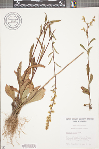 Solidago erecta image