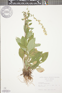 Solidago hispida image