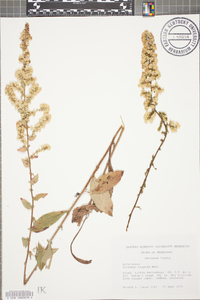 Solidago hispida image