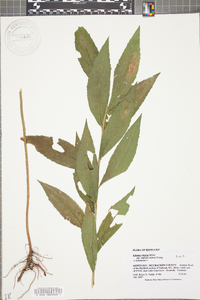 Solidago rugosa subsp. aspera image