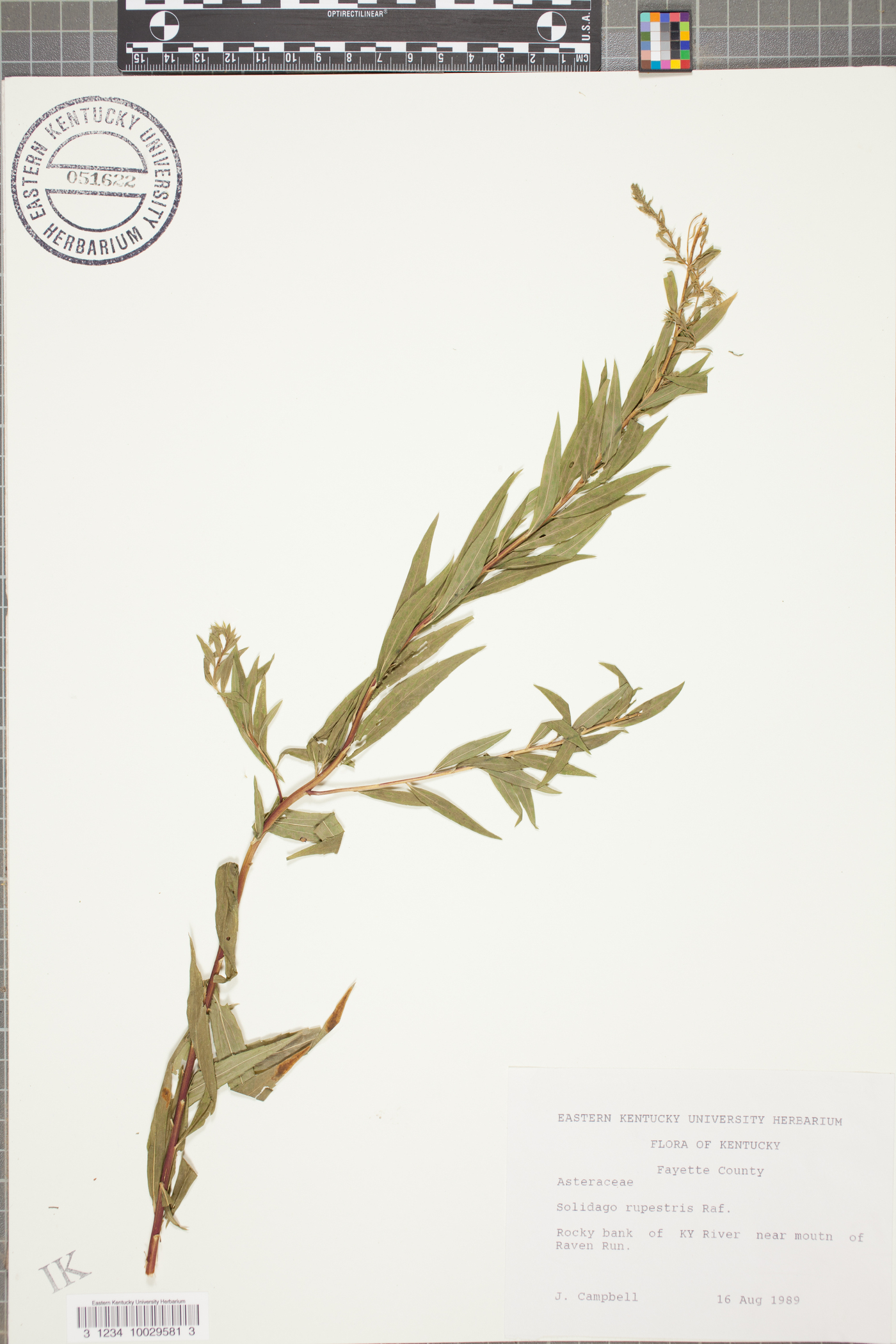 Solidago rupestris image