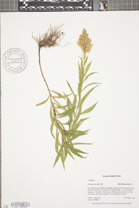 Solidago rupestris image