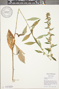 Solidago roanensis image