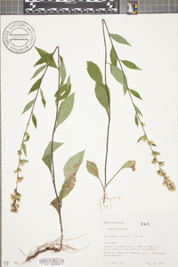 Solidago roanensis image