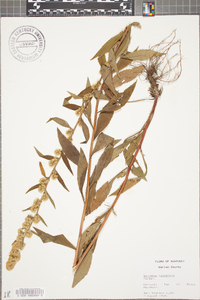 Solidago roanensis image