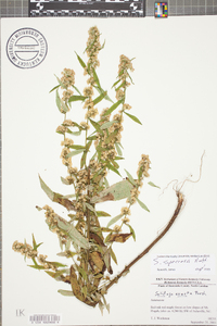 Solidago speciosa image