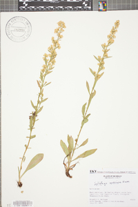 Solidago speciosa image