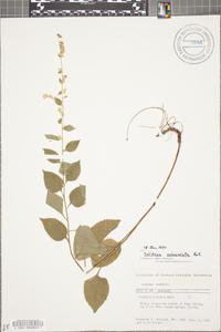 Solidago sphacelata image