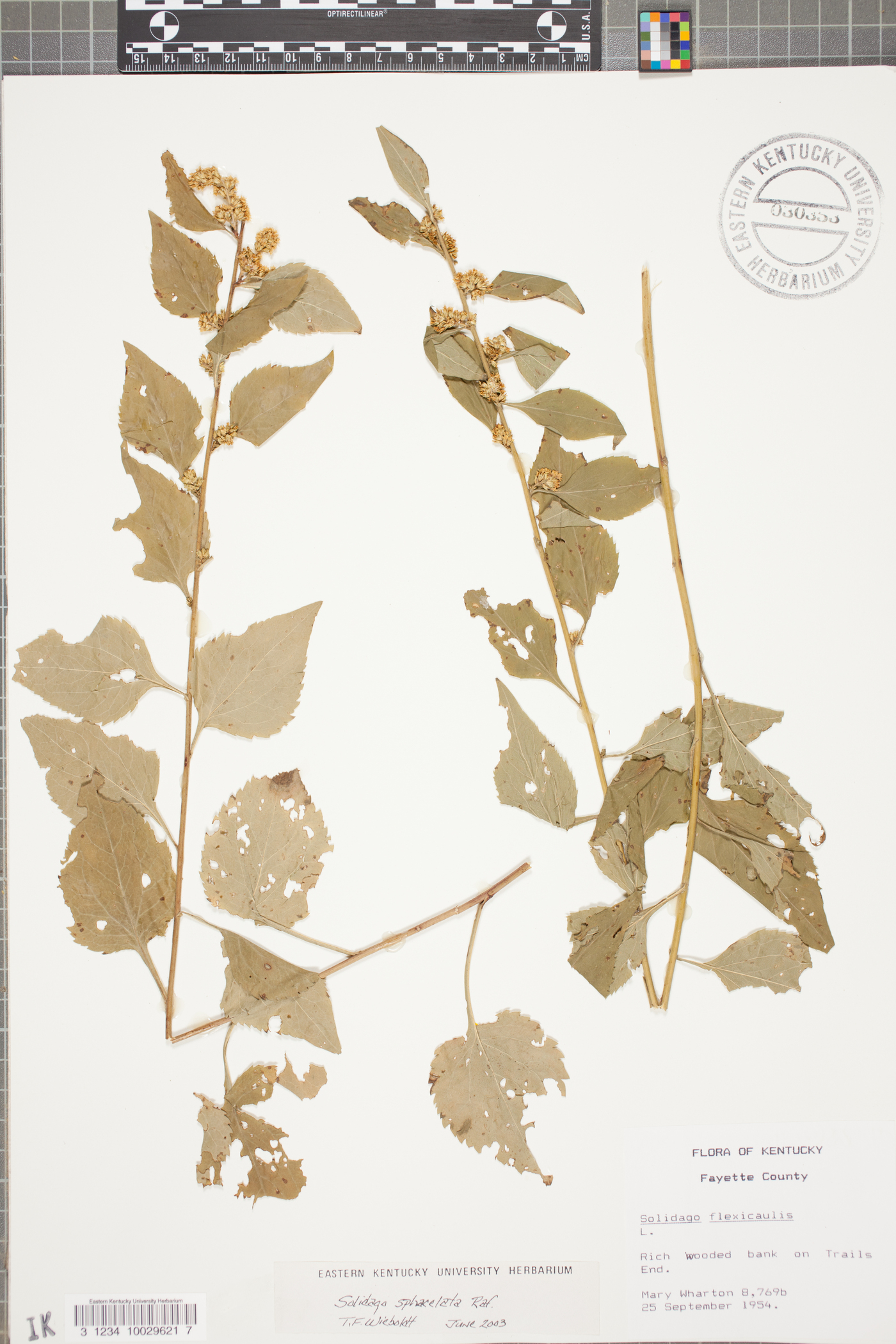 Solidago sphacelata image