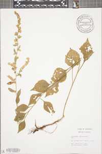 Solidago sphacelata image